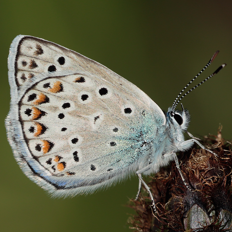 Polyommatus escheri