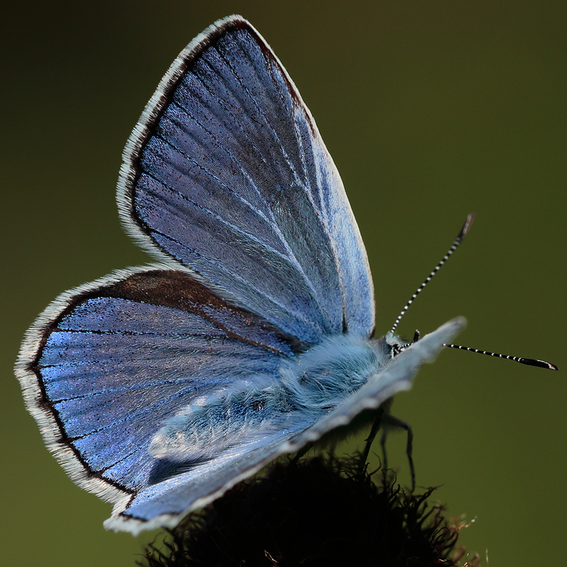 Polyommatus escheri