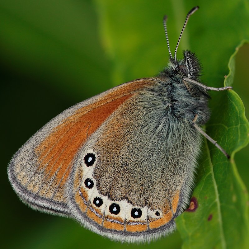 Coenonympha gardetta