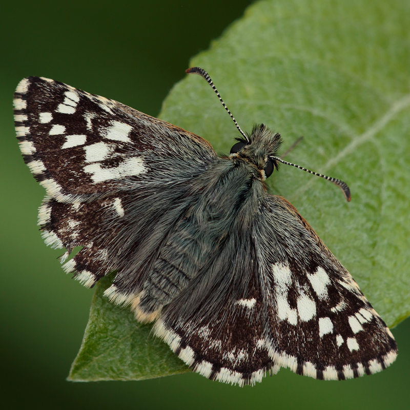 Pyrgus malvoides