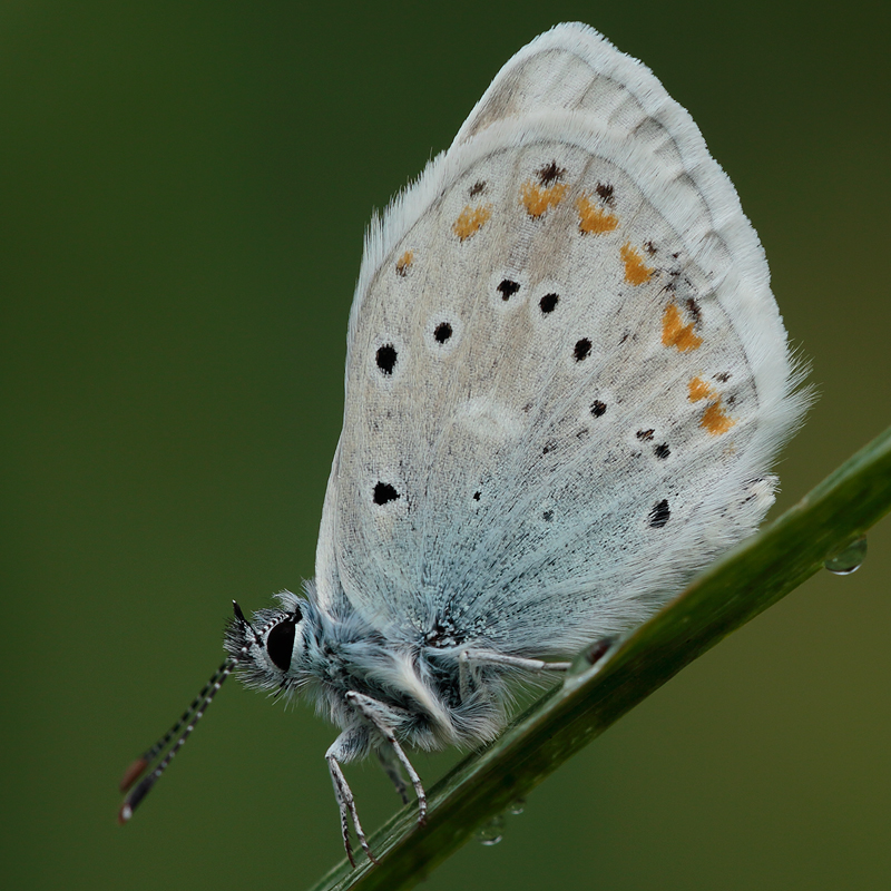 Polyommatus dorylas