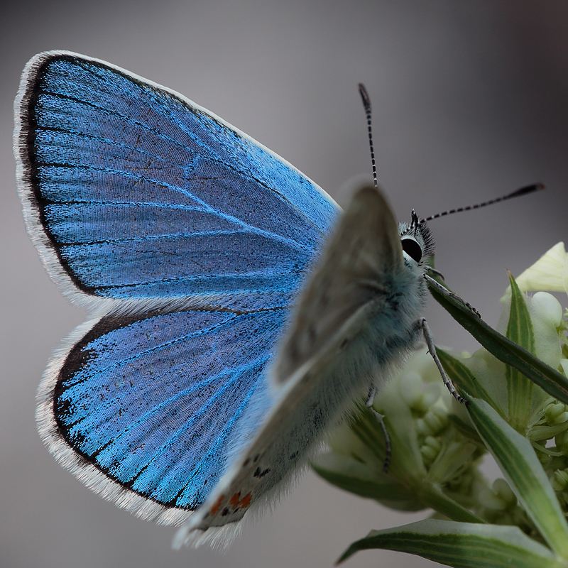 Polyommatus dorylas