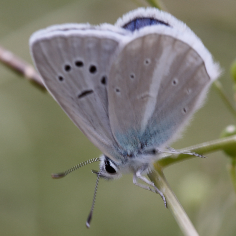 Polyommatus sp.