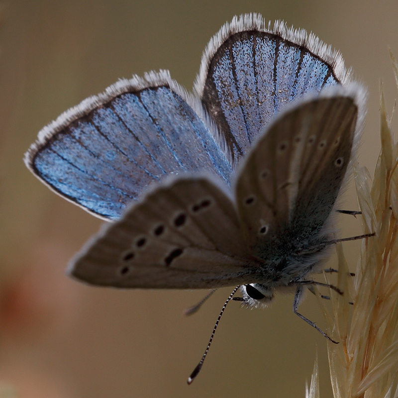 Polyommatus ninae firuze