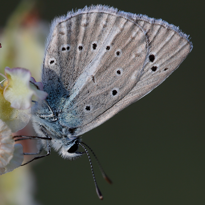 Polyommatus sp.