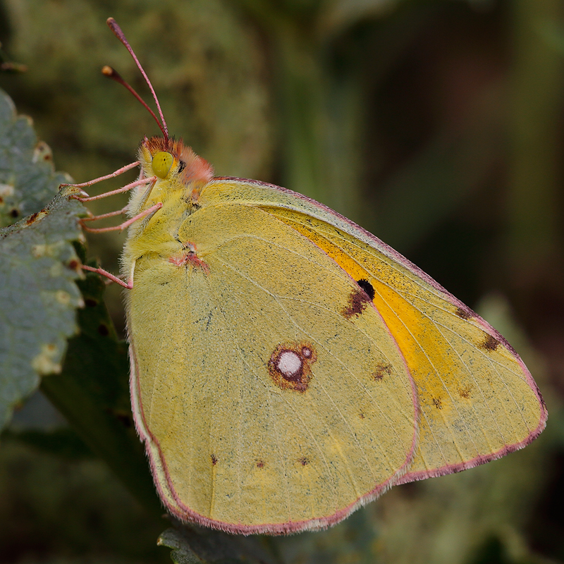 Colias sp