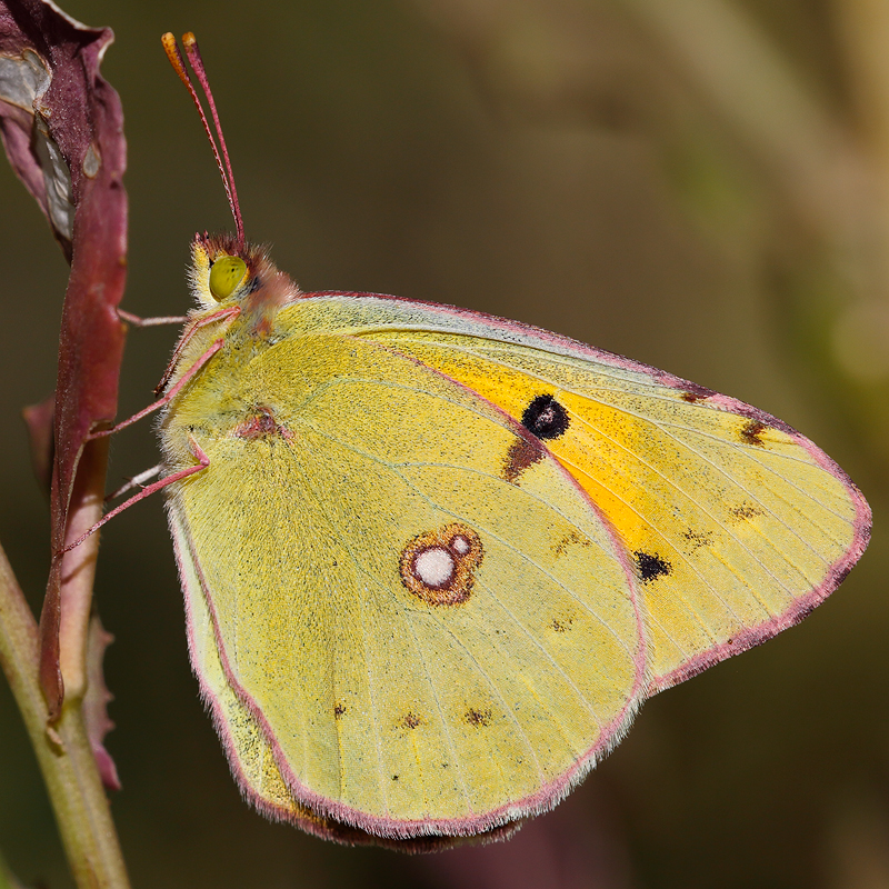 Colias sp