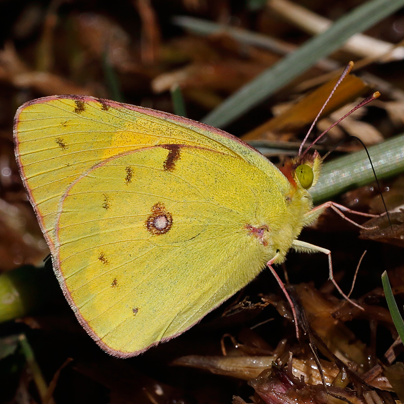 Colias sp