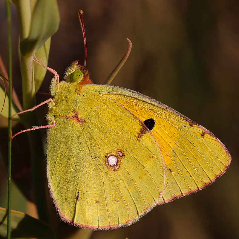 Colias sp