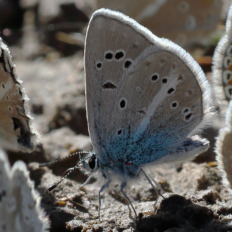 Polyommatus artvinensis