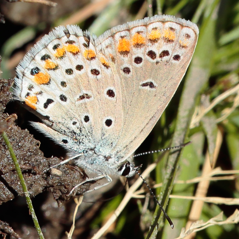 Kretania eurypilus (iranica)