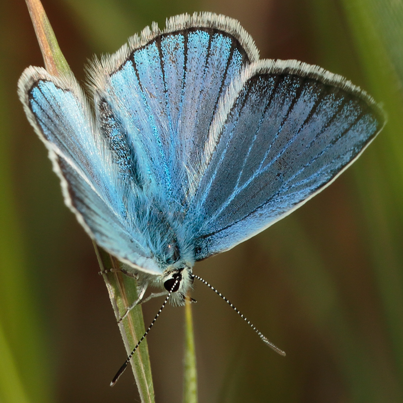 Polyommatus zapvadi