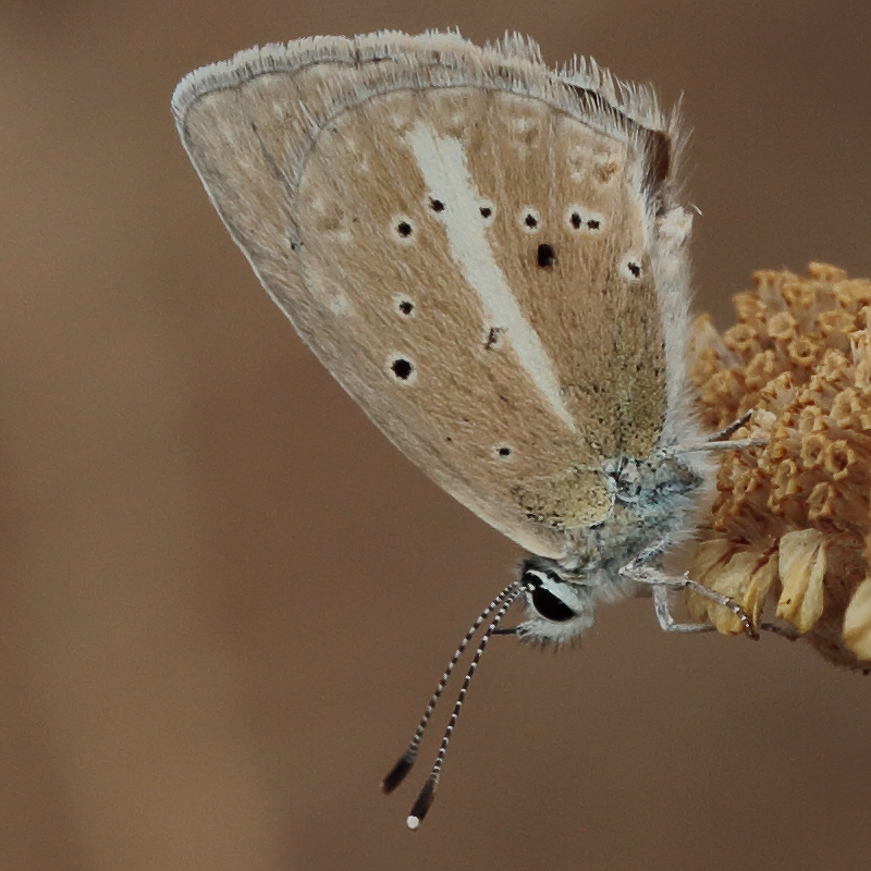 Polyommatus sp