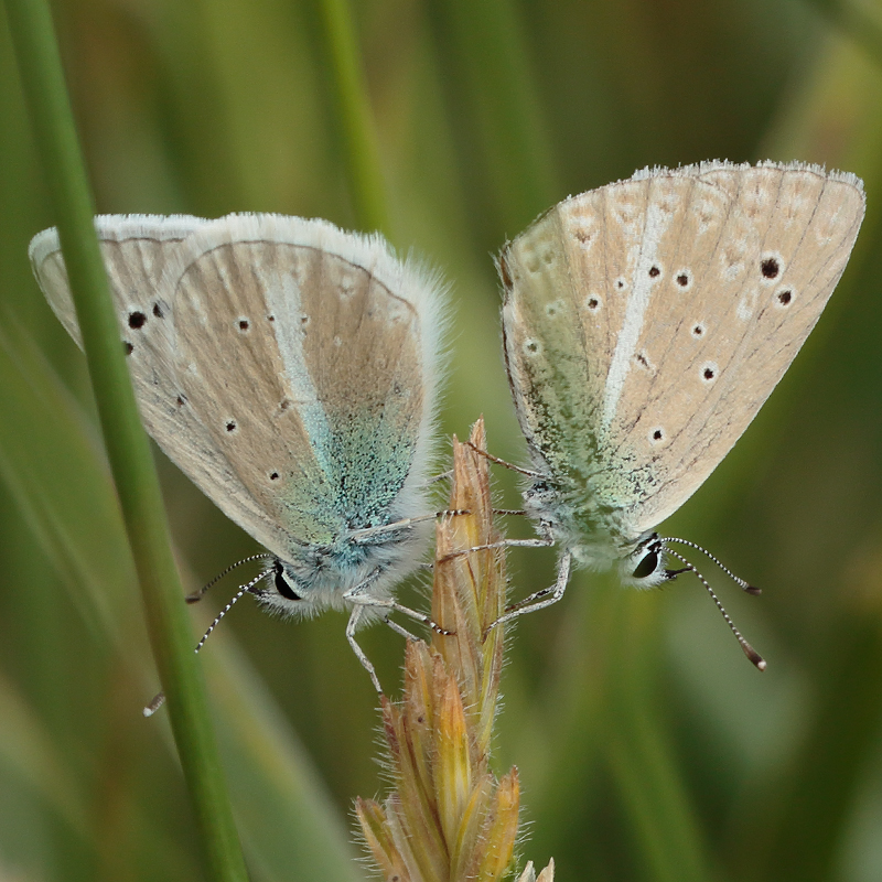 Polyommatus sp