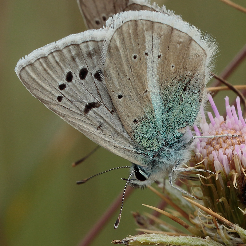 Polyommatus sp