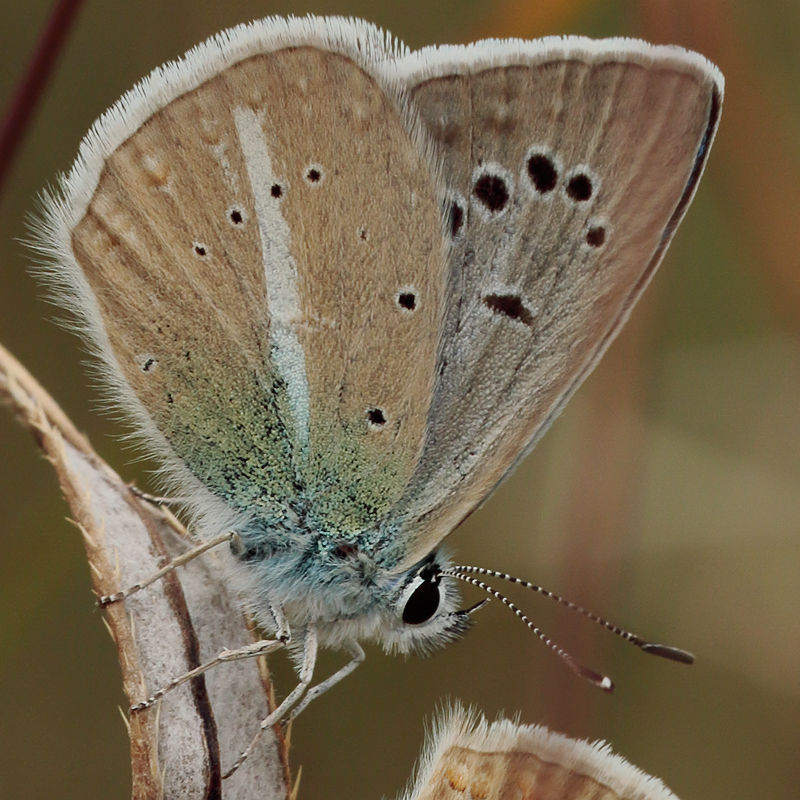 Polyommatus anticarmon