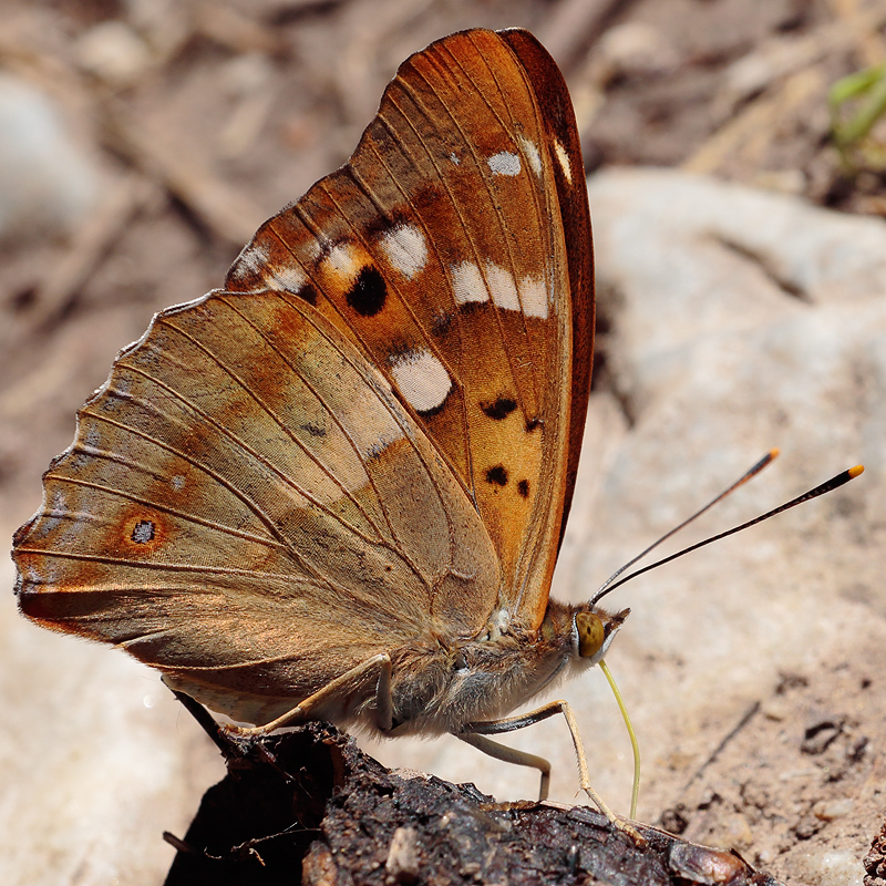 Apatura ilia