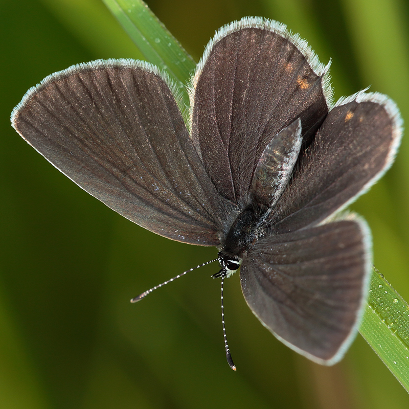 Cupido agriades