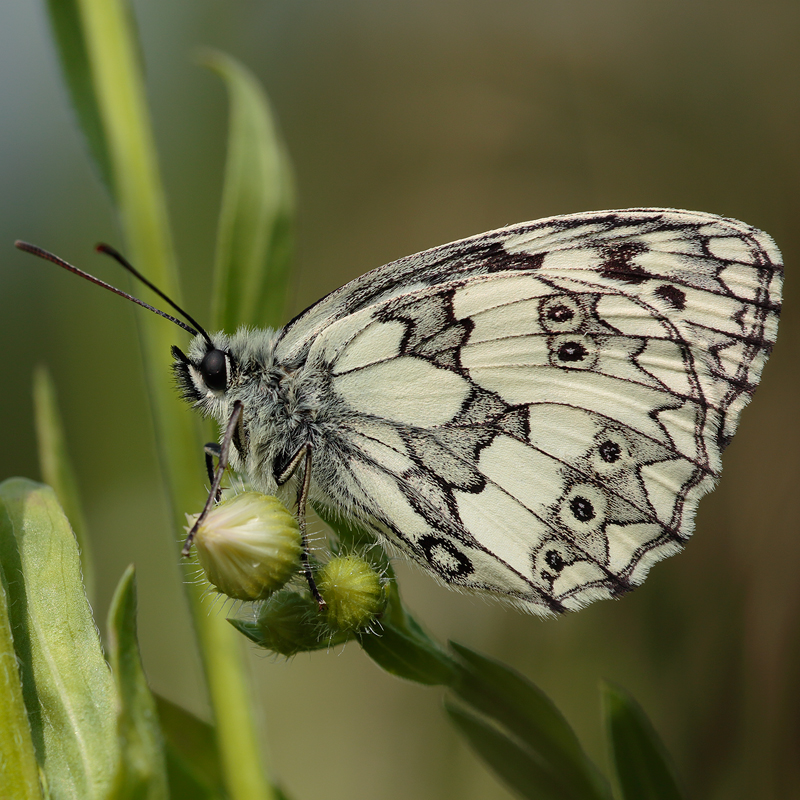 Melanargia galathea procida