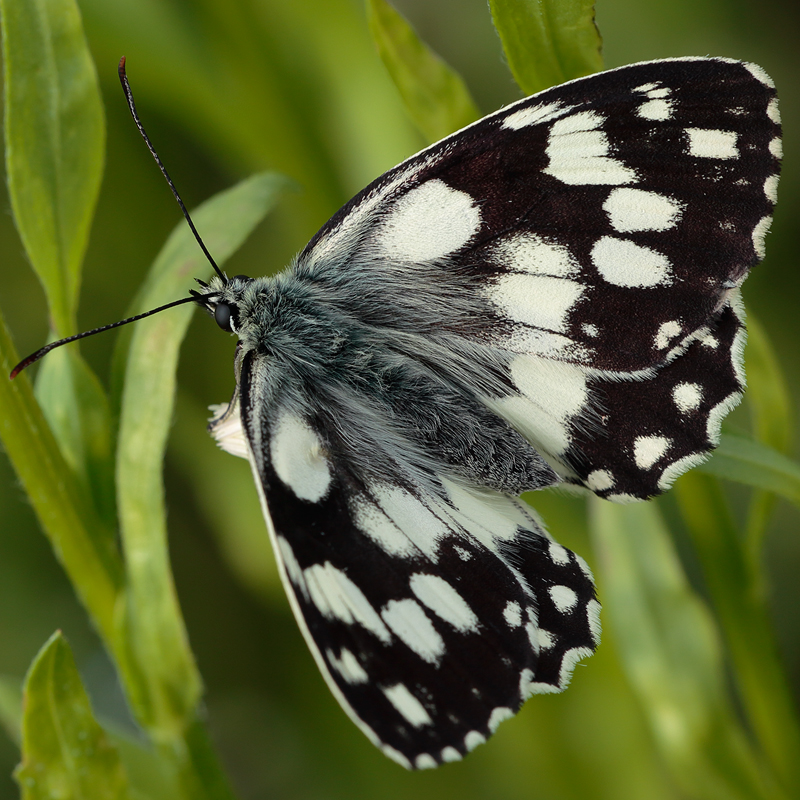 Melanargia galathea procida