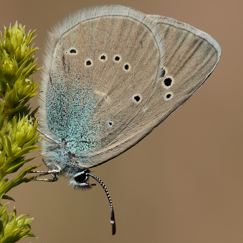 Cyaniris semiargus