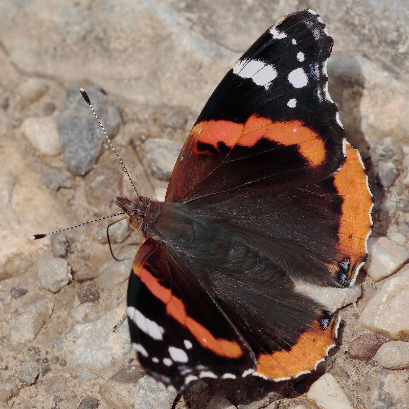 Vanessa atalanta