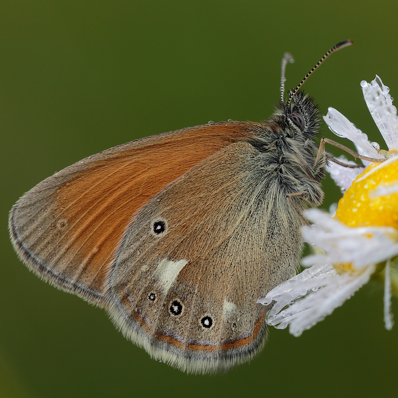 Coenonympha glycerion