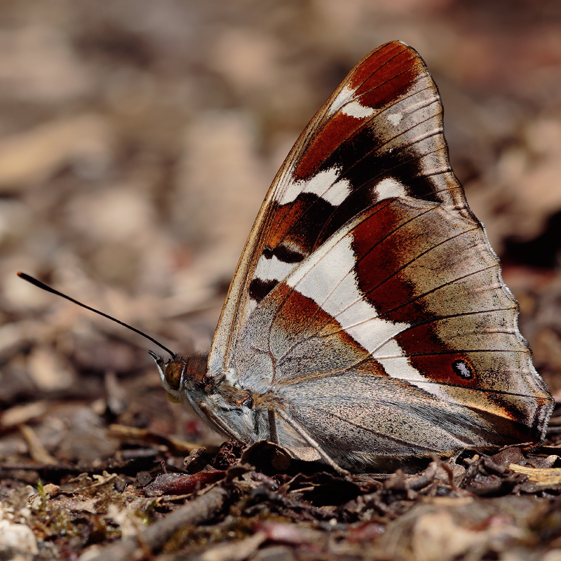 Apatura iris