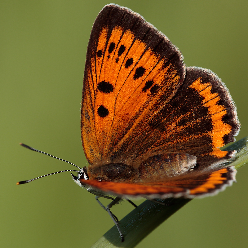 Lycaena dispar (rutilus hungarica)