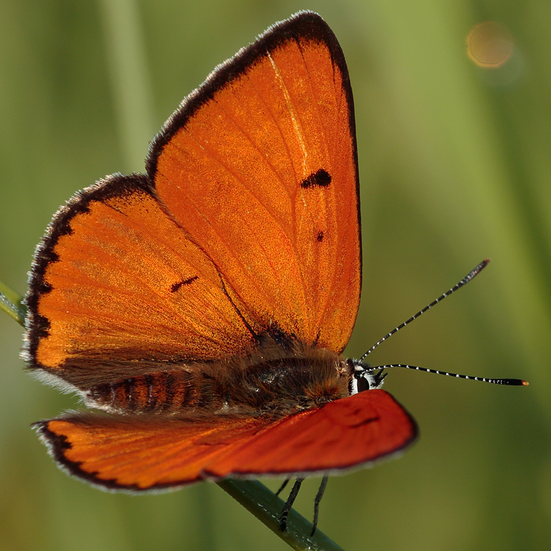 Lycaena dispar (rutilus hungarica)