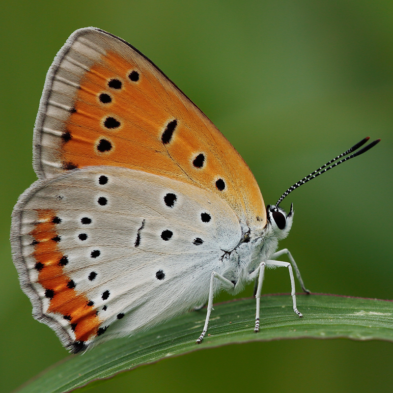 Lycaena dispar (rutilus centralitaliae)