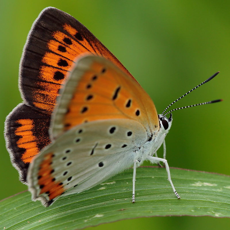 Lycaena dispar (rutilus centralitaliae)