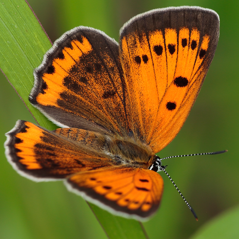 Lycaena dispar (rutilus centralitaliae)