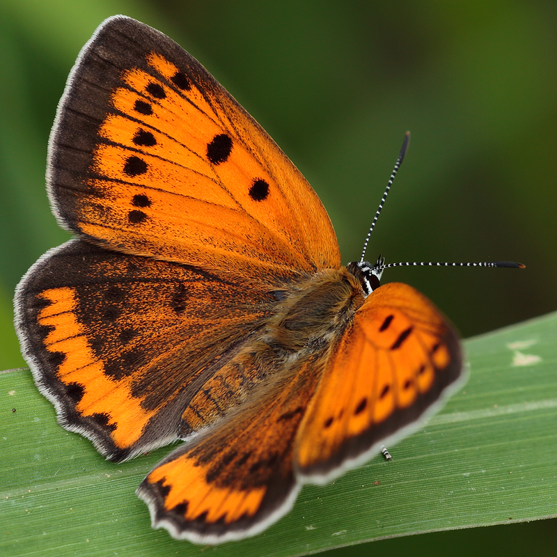 Lycaena dispar (rutilus centralitaliae)