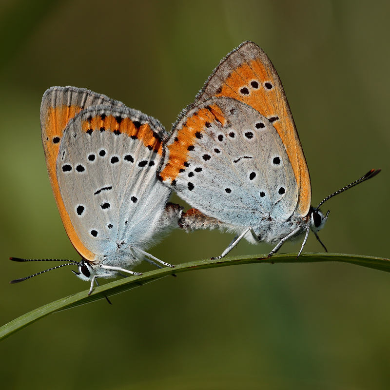 Lycaena dispar (rutilus centralitaliae)