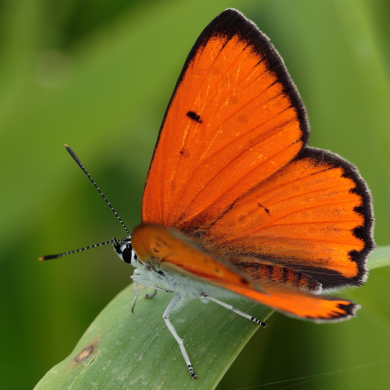 Lycaena dispar (rutilus centralitaliae)