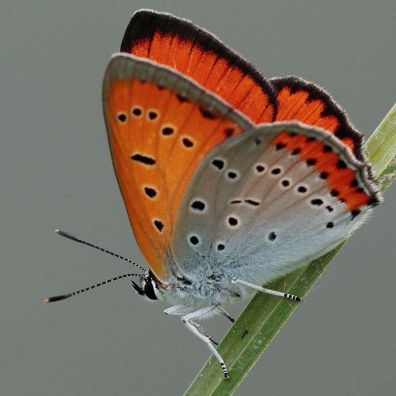 Lycaena dispar (rutilus centralitaliae)