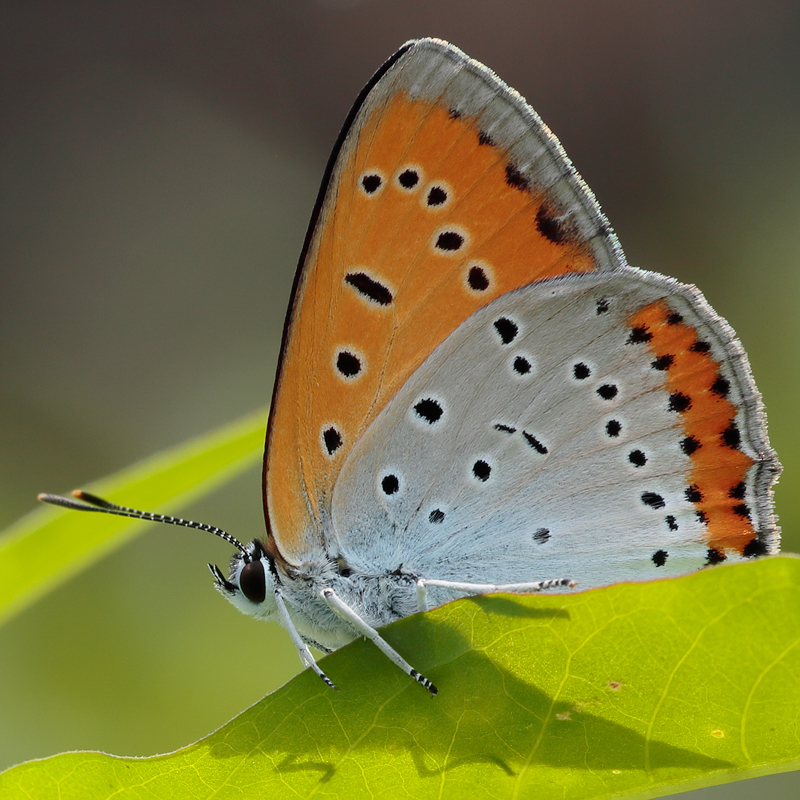 Lycaena dispar (rutilus centralitaliae)