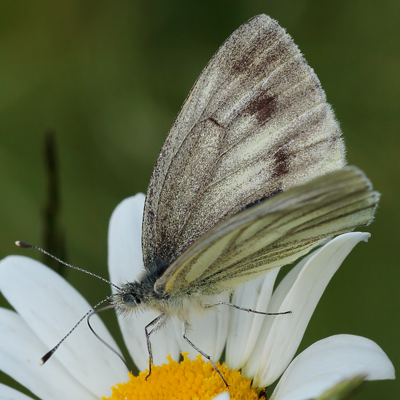 Pieris bryoniae