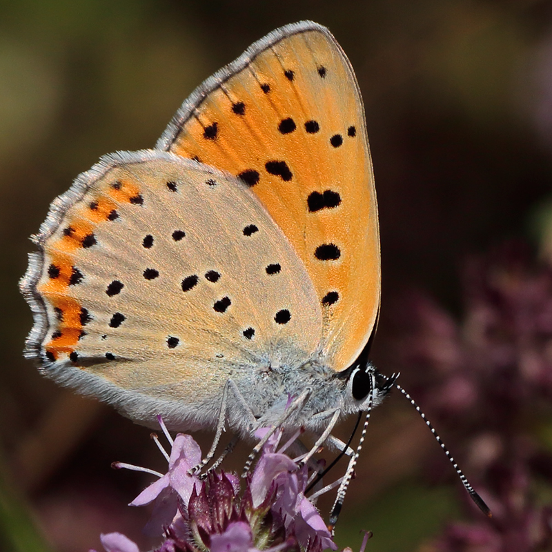 Lycaena alciphron (gordius)