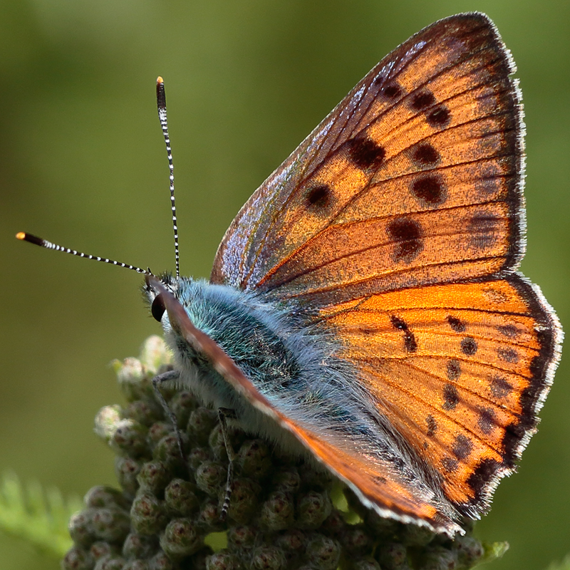 Lycaena alciphron (gordius)