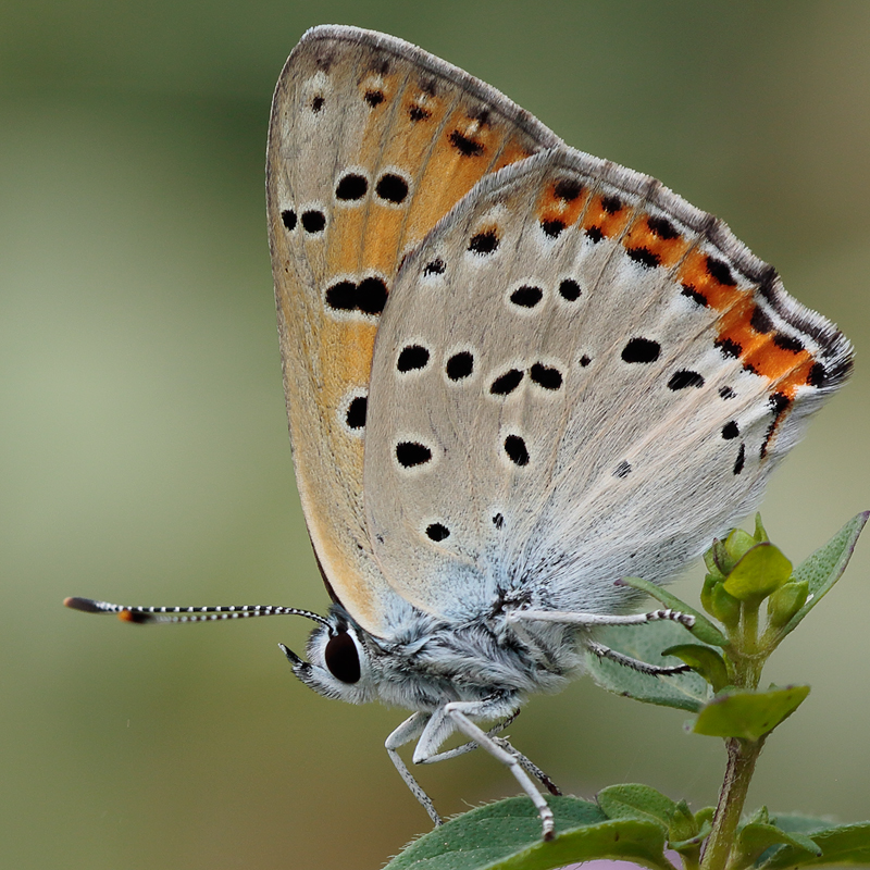 Lycaena alciphron (gordius)