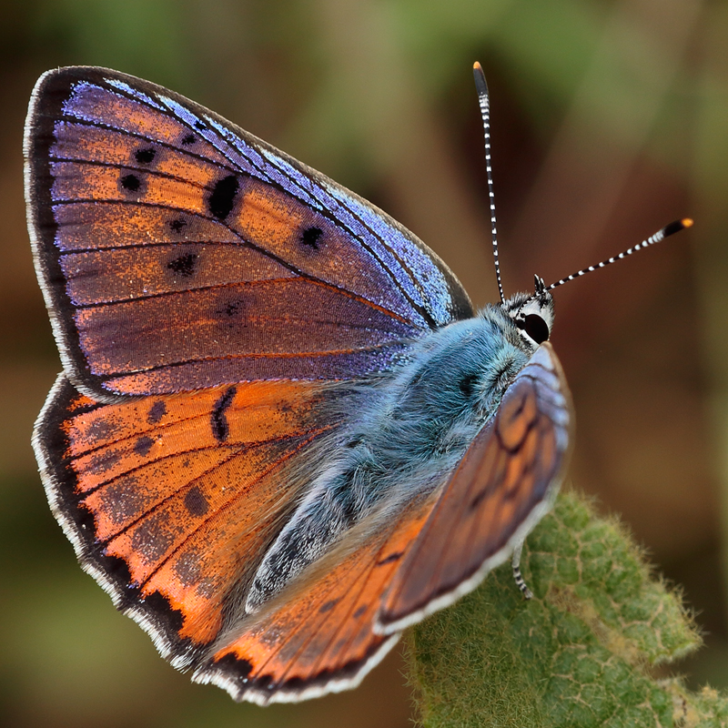 Lycaena alciphron (gordius)