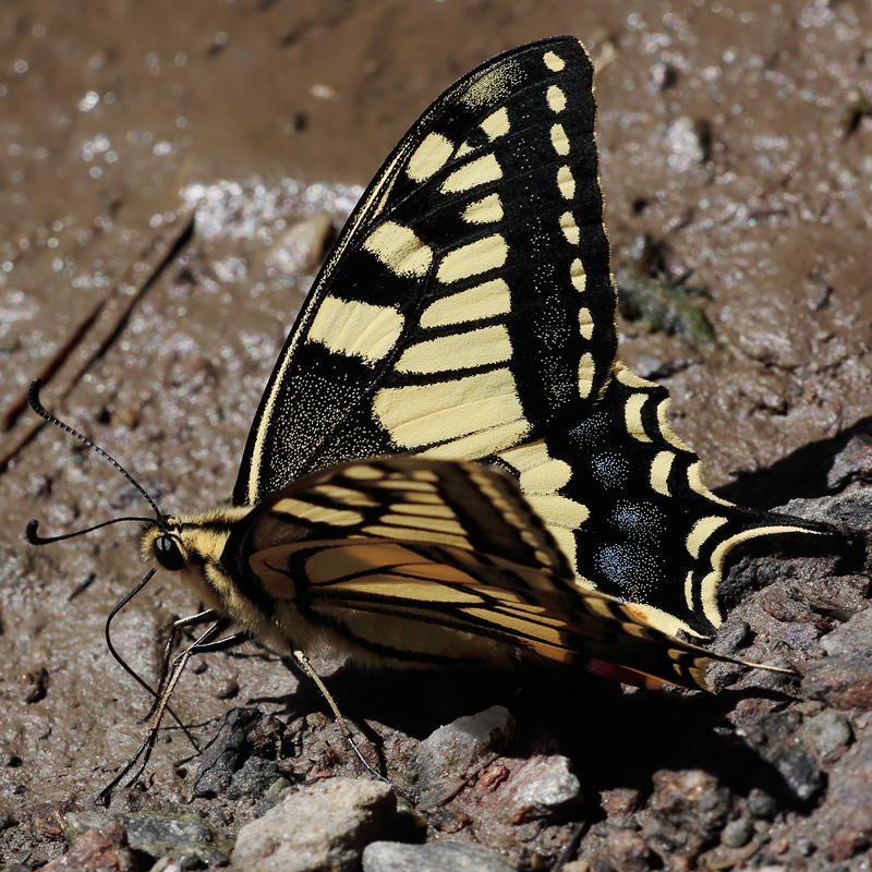 Papilio machaon