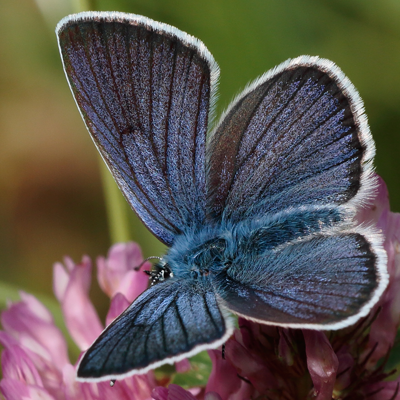 Cyaniris semiargus