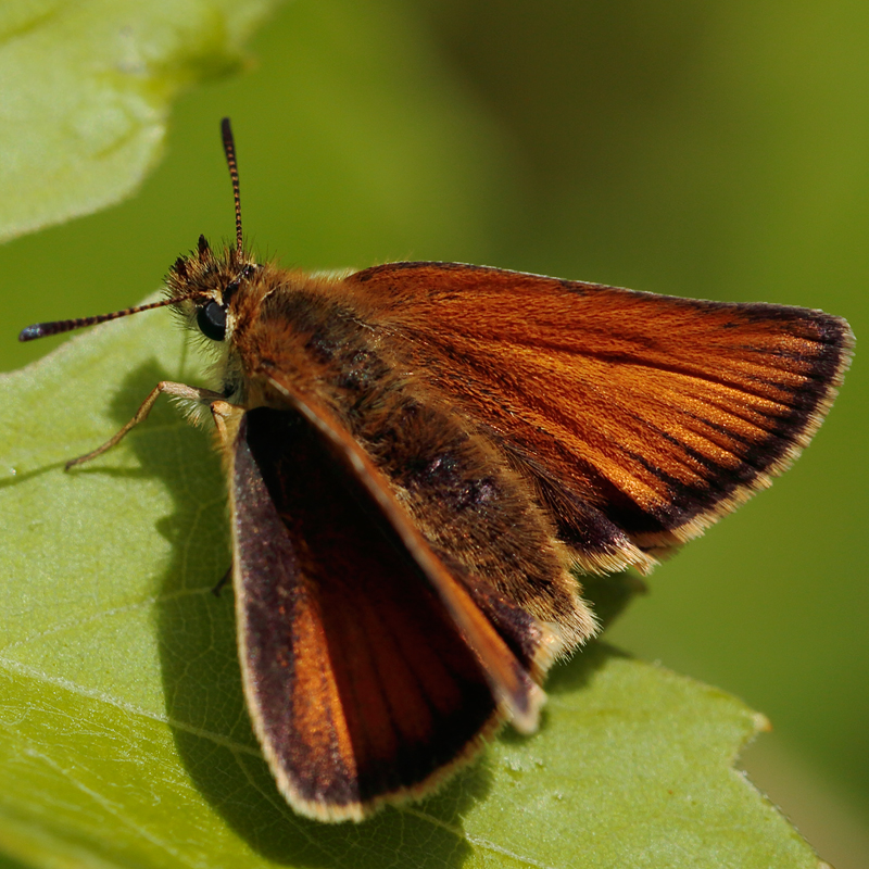 Thymelicus lineola