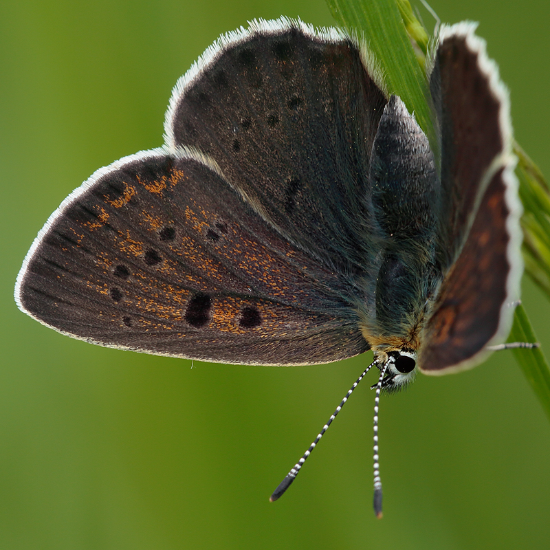 Lycaena tityrus subalpinus