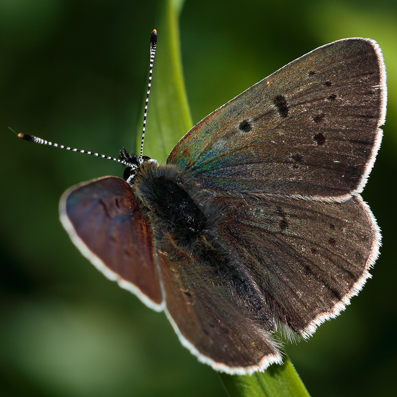 Lycaena tityrus subalpinus