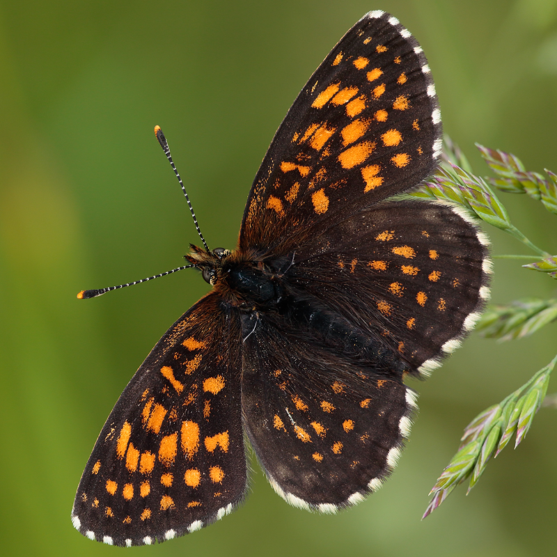 Melitaea diamina