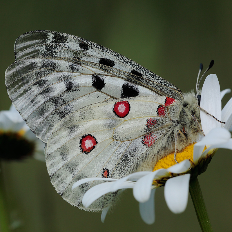 Parnassius apollo